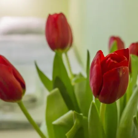Flower بيت شباب كراكوفيا