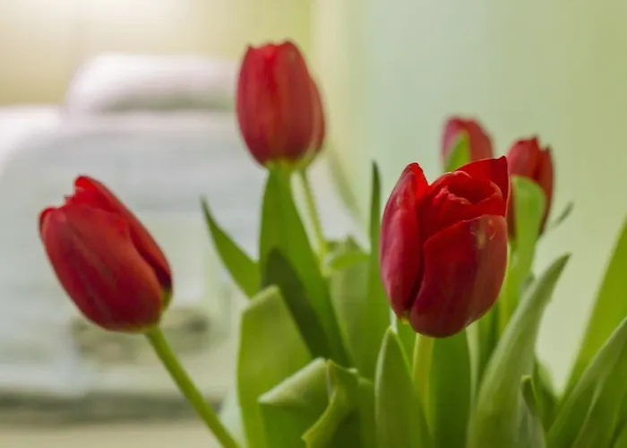 Flower بيت شباب كراكوفيا